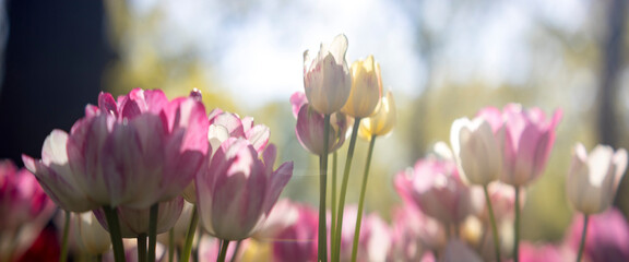 Fototapeta premium Pinkish white purple petals of large tulips catching sunlight. Out of focus background panorama banner of natural beauty in soft tones