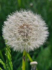 White dandelion top view. Dandelion Seed Head, on blurry background, macro close-up