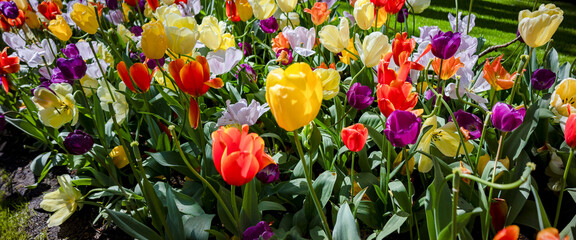 Flower arrangement of bouquet growing together in plethora of vibrant colors. Colorful field of large tulip flowers