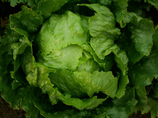 Iceberg green lettuce farm fresh leaves bio curly Lactuca sativa capitata ice harvest leaf farmer...