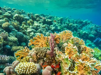 Nice coral reef in the Egypt, Safaga