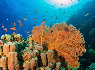 Nice coral reef in the Egypt, Safaga