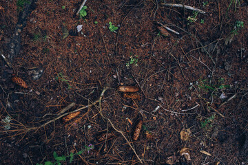 The Ukrainian Carpathians are part of the Eastern Carpathian mountain