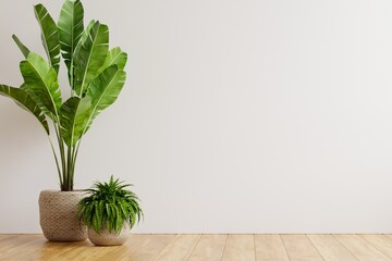White Wall Background With Wood Floor and Plants, White Background