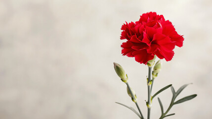Beautiful carnation flower on light background