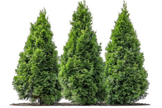 Three evergreen trees are lined up in a row on a transparent background.