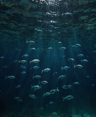 Underwater Fish Light Reflects Animals Nature Ocean Sea Aquatic Life Marine Shoal 