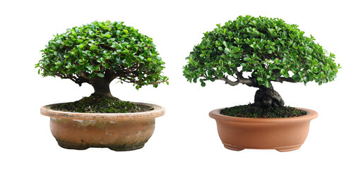 Two potted bonsai trees are shown side by side on a transparent background.
