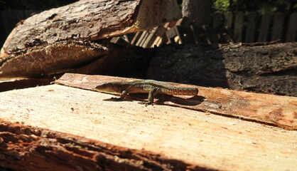 jaszczurka © Krzysztof