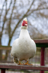 Muscovy duck Cairina moschata white bird with red face and unfriendly very bad expression on bench seat on farm