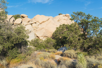 joshua tree national park