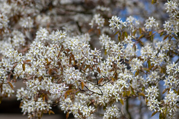 Amelanchier lamarckii deciduous flowering shrub, group of snowy white petal flowers on branches in...