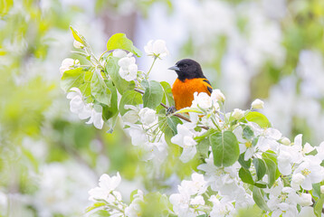 Baltimore Oriole perched on a flowering tree branch in spring in Ottawa, Canada