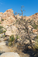 tree in the desert