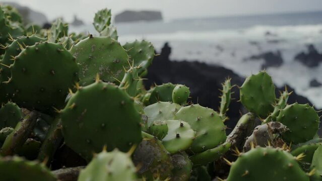 A vibrant cactus plant stands striking against a backdrop of moody, rocky ocean shores under a cloudy sky in Portugal. Cactus Overlooking the Rugged Ocean Coastline in Portugal