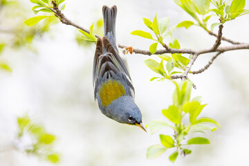 Northern Parula warbler perched upside down on a branch hunting insects in spring in Ottawa, Canada