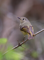 Ruby-crowned Kinglet perched on branch in spring in Ottawa, Canada