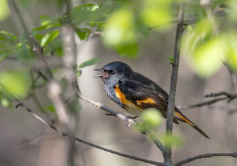 American Redstart perched on branch singing in spring in Ottawa, Canada