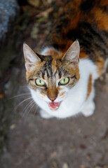 portrait of a cat in the garden