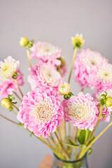 Pink dahlias in glass jug, neutral wall background. the work of the florist at a flower shop....