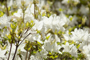 꽃 Flower