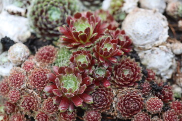 rojnik Adelaar Sempervivum