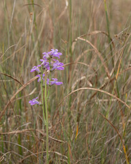 A spike of pink Glade Lobelia flowers, Lobelia glandulosa, growing in a dry prairie grassland in Florida.