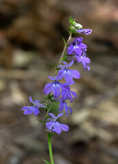 A spike of the blueish purple flowers of Lobelia puberula, also known as Blue Lobelia or Downy...