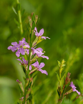 Pinkish-purple flowers Lythrum alatum, Winged Loosestrife, a native wildflower endemic to wetlands in central and eastern North America.