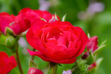Red rose (Rosa rubra) close-up detail