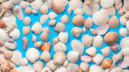 Sea shells and snails of different sizes and colors on a blue surface