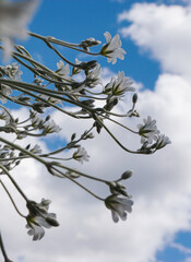 Close up of white flowers