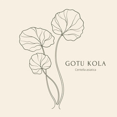 Gotu kola or Centella asiatica hand drawn vector illustration