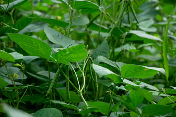 dense young green bean plants in the yard, wallpaper of green bean plants or secondary crops