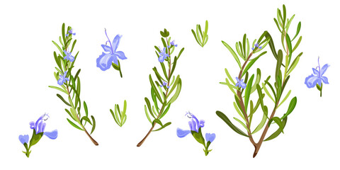 Set of Rosemary branch and flower on white background. Rosemary herb. Vector Illustration.