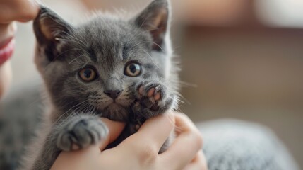 A woman is holding a gray kitten in her hands. The kitten is looking at the camera with its big green eyes.