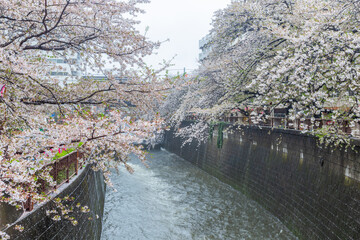 Cherry blossoms blooming or Sakura on a rainy day at Meguro River Tokyo Japan.