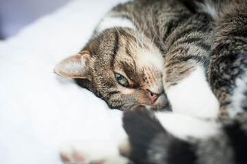 Eine aufmerksame Katze