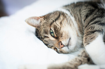 Ein wacher Kater