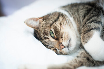 Eine wache Katze