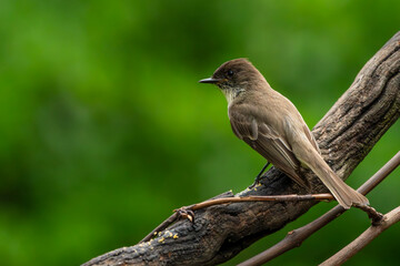 Phoebe Perched on a vine