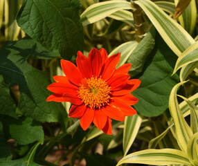 Tithonia rotundifolia in the garden.