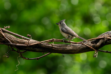 Tufted Titmouse Perched on a vine