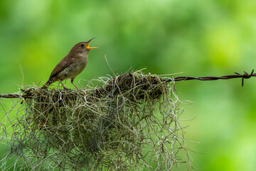 House Wren Perched on a wire