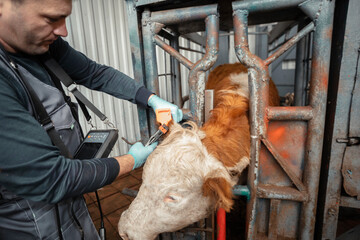 farmer attaches an ear tag to cattle, critical role of tags in ensuring traceability and...