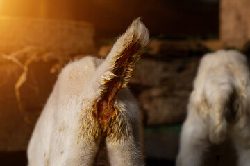 Back view of a baby goat with feces stuck to the back of the goat's fur, baby goat care