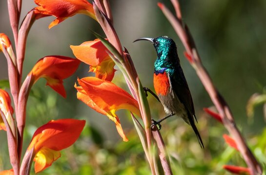 Greater double-collared sunbird (Cinnyris afer) perched on a parrot lily (Gladiolus dalenii).