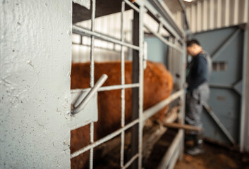 armer meticulously managing a veterinary chute to safely secure cattle for routine procedures,...