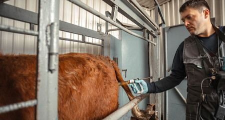 veterinarian is seen providing a necessary injection to dairy cattle, emphasizing the essential...