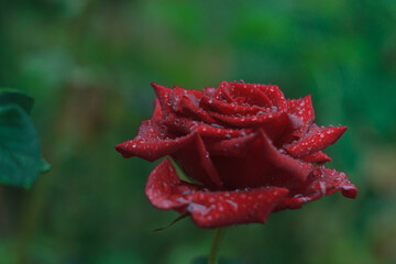 Single Dew-Covered Red Rose Blossoming Against a Soft Green Backdrop